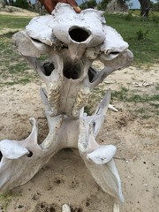 Fototapeta na wymiar Hippo skull close-up