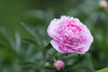 Blooming pink peony flower in soft focus on pastel green background outdoor close-up macro. Spring template floral background wallpaper.  Elegant gentle romantic lovely delicate artistic image.