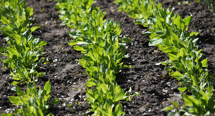 Garden sorrel with a letter, which grows in the country