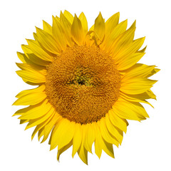 Naklejka premium Sunflower close up on white background