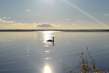 swan