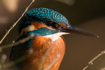 Eisvogel, Kingfisher