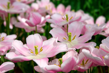 Pink tulips background.