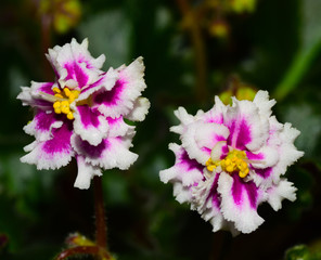 African violet plant