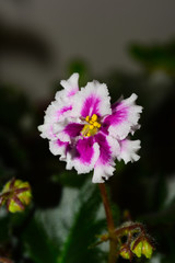Obraz premium African violet plant