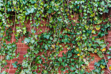 Ivy Covered Wall