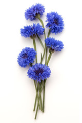 Fototapeta premium Blue Cornflower Herb or bachelor button flower bouquet isolated