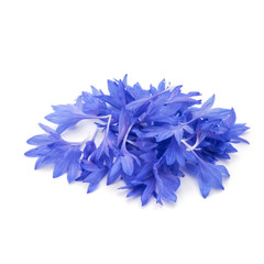 Blue Cornflower Herb or bachelor button flower petals isolated o