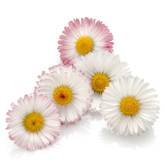 Obraz premium Beautiful daisy flowers isolated on white background cutout