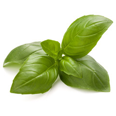 Sweet basil herb leaves isolated on white background closeup