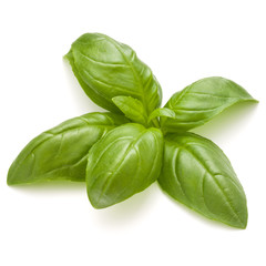 Sweet basil herb leaves isolated on white background closeup
