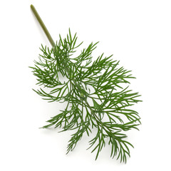 Close up shot of branch of fresh green dill herb leaves isolated