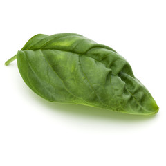 Close up studio shot of fresh green basil herb leaves isolated o