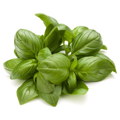 Sweet basil herb leaves bunch isolated on white background