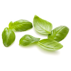 Sweet basil herb leaves handful isolated on white background clo