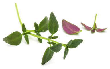 Thyme fresh herb isolated on white background