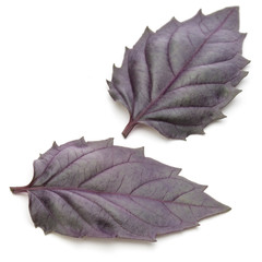 Close up studio shot of fresh red basil herb leaves isolated on