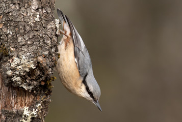 Eurasian nuthatch. Sitta europaea