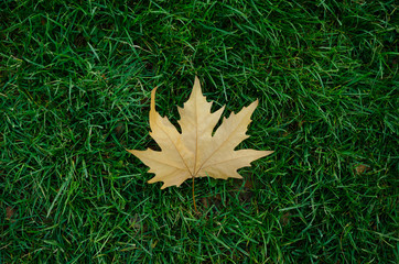 Single maple leaf in full autumn fall colour