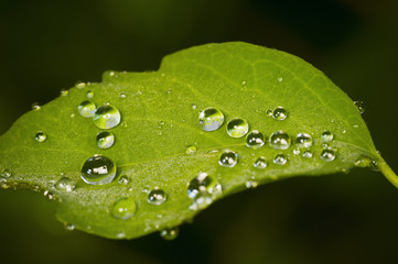 drops on a leaf