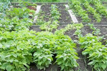 Bush beans on a vegetable garden ground with other vegetables in the background.