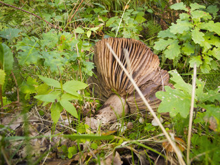parasol mushroom falingl down
