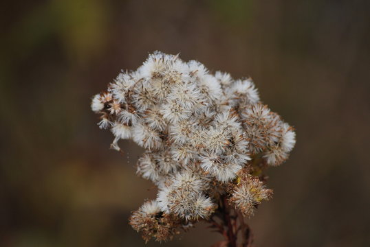 Fall Wildflower Cape May