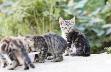Naklejka premium wild street cat 