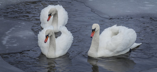 Obraz premium white swans on winter river