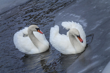 Obraz premium white swans