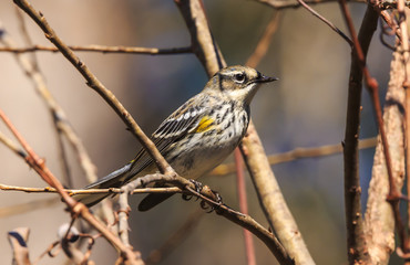 Yellow -rumped Warbler