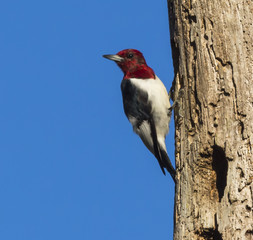 Red Headed Woodpecker