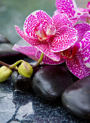 Zen basalt stones and orchid .