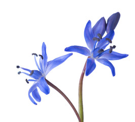 Close-up of Siberian Squill (Scilla siberica). Early spring flower isolated on white background. Shallow DOF. Selective focus
