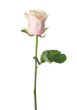 Pale light pink rose isolated on white background.