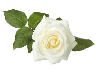 Crédence de cuisine en verre imprimé Roses Rose blanche isolée sur fond blanc.