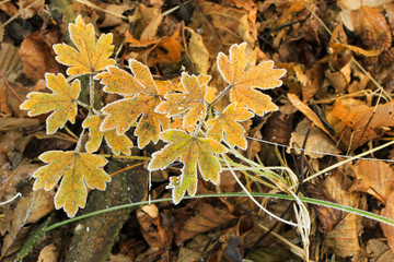 park  snow  white  winter  background  beauty  black  blizzard  tree branch  cold  country  covering  field  fog  foggy  forest  frost  frosty  glacé  highway  ice  landscape  lane  line  nature  park