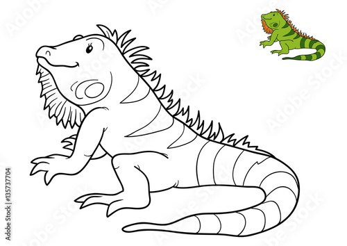 "Coloring book, Iguana" Stock photo and royalty-free images on Fotolia