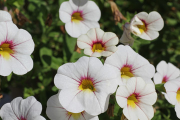 White Pansy