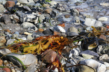 Seaweed & stones