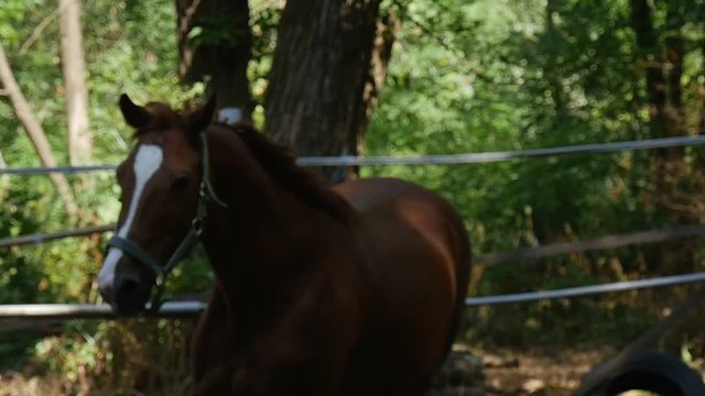 With a Waving Mane, a Young Brown Mare Gallops, Being in Some Fenced Horse Ground in the Daytime in Summer, in Slo-Mo
