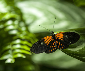 Fototapeta na wymiar Butterfly sitting in the green leaves, Indonesia, Asia. Wildlife scene from forest.
