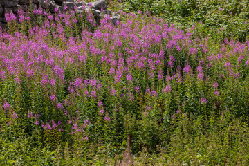 Fields of Chamerion Angustifolium (known as Fireweed) in the mountains of Montenegro