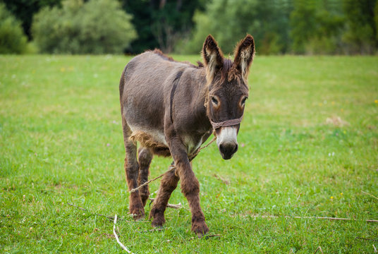 Cute donkey on a green meadow