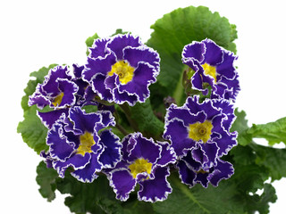 Primel, Primula