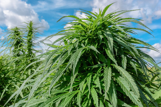 Positive marijuana plant