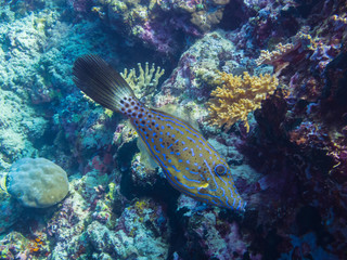 feilenfisch schwimmt bei korallen
