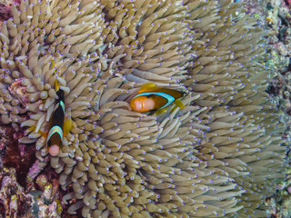 Naklejka na ściany i meble zwei anemonenfische in indonesien