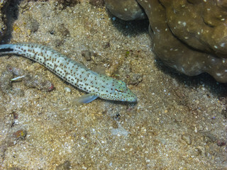 schmuckgrundel im sand