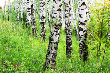 Obraz premium summer in sunny birch forest